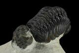 Detailed Reedops Trilobite With Friend #119044-4